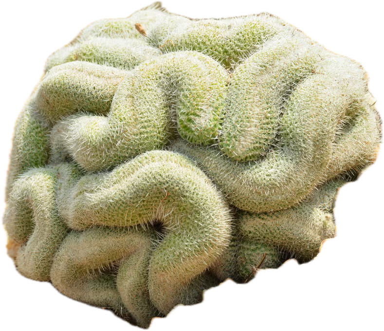 Brain Cactus