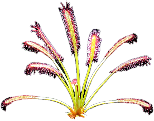 Cape Sundew