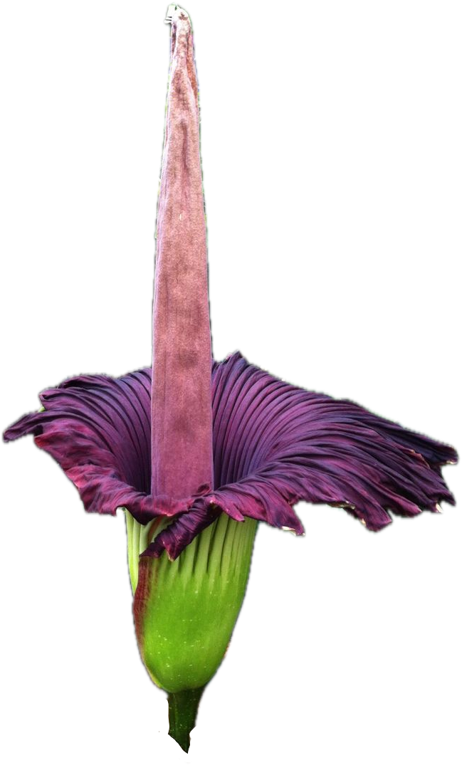 Corpse Flower