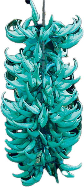 Jade Vine