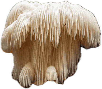 Lion's Mane